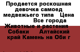 Продается роскошная девочка самоед медвежьего типа › Цена ­ 35 000 - Все города Животные и растения » Собаки   . Алтайский край,Камень-на-Оби г.